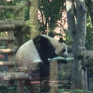 panda