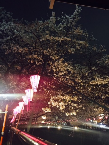 中目黒桜