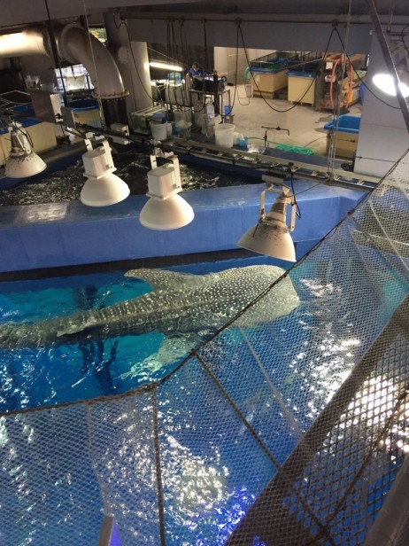 水族館上から