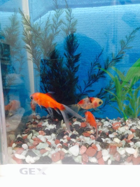 金魚