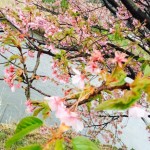 大貫河津桜